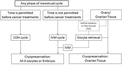Immature Oocyte for <mark class="highlighted">Fertility Preservation</mark>